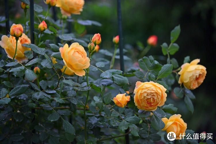 你们都已经在过夏天了,我的春天才刚刚开始