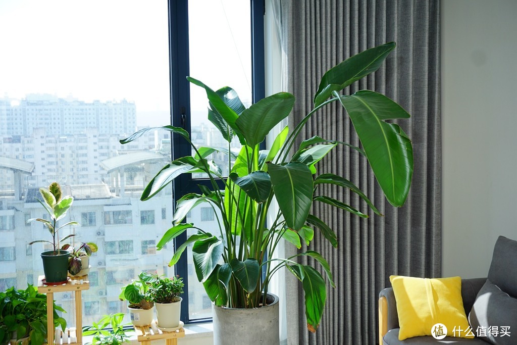 绿植养护经验和园艺装备分享,点缀出你的清爽夏日家居