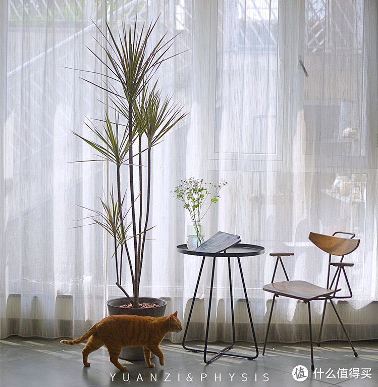 5棵适合家养的小树推荐