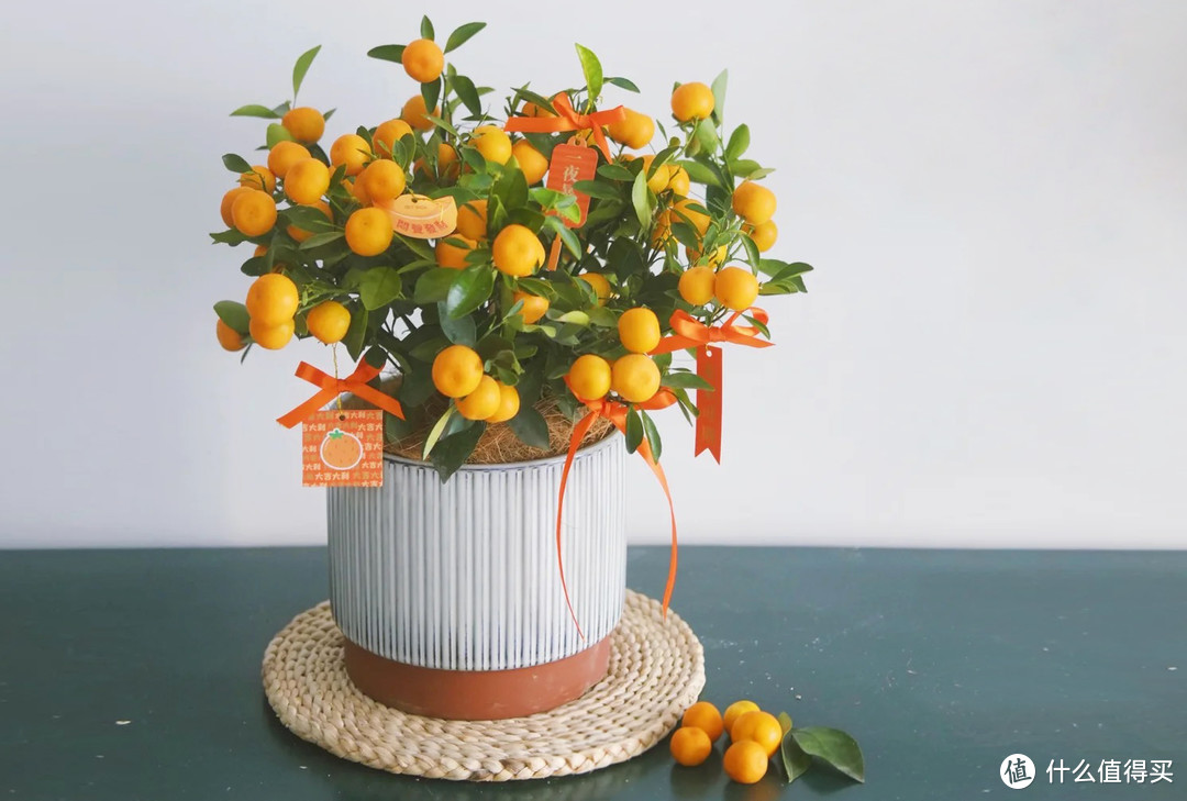 过年必备盆栽 | 20款好看易养的懒人绿植,拼多多店铺低至3元起!附养护心得