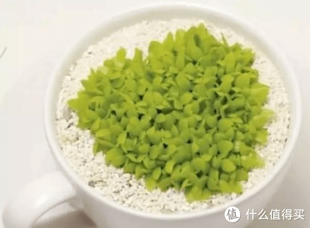 适合在家养护的绿植推荐 火龙果