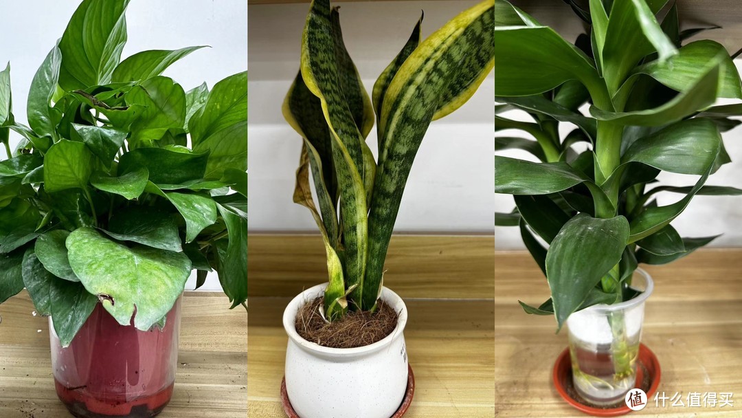 家里少不了植物,推荐三款好养的植物。