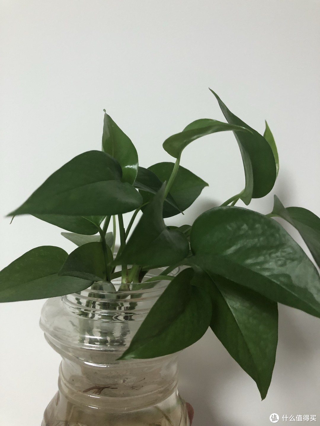 家里离不开绿色植物,推荐两款好养的植物!