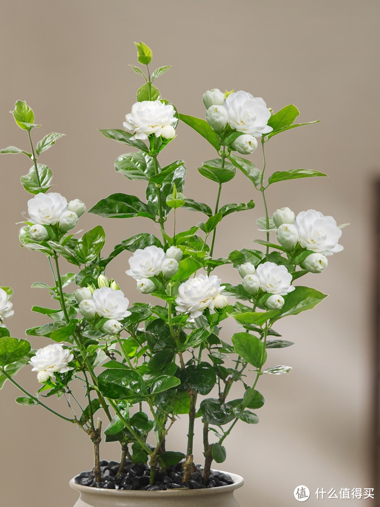 庭院超适合种的绿植推荐