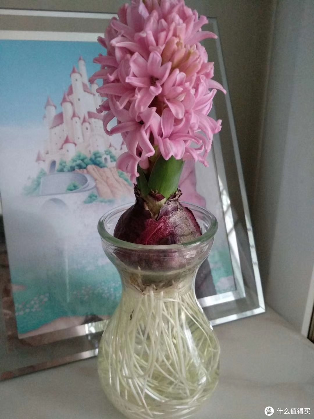 给大家推荐几种非常容易养的水培植物,赶快收藏了