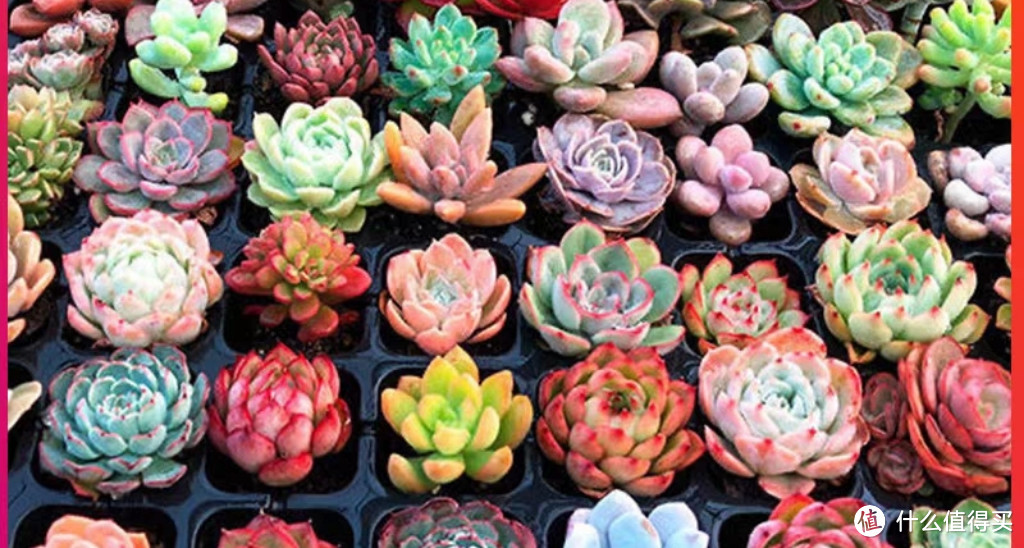 绿植装饰家居,推荐两款好养的多肉植物