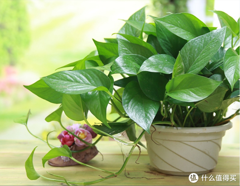 喜欢垂吊绿植，却看烦了绿萝？推荐6种绿萝姐妹，颜值高更好养