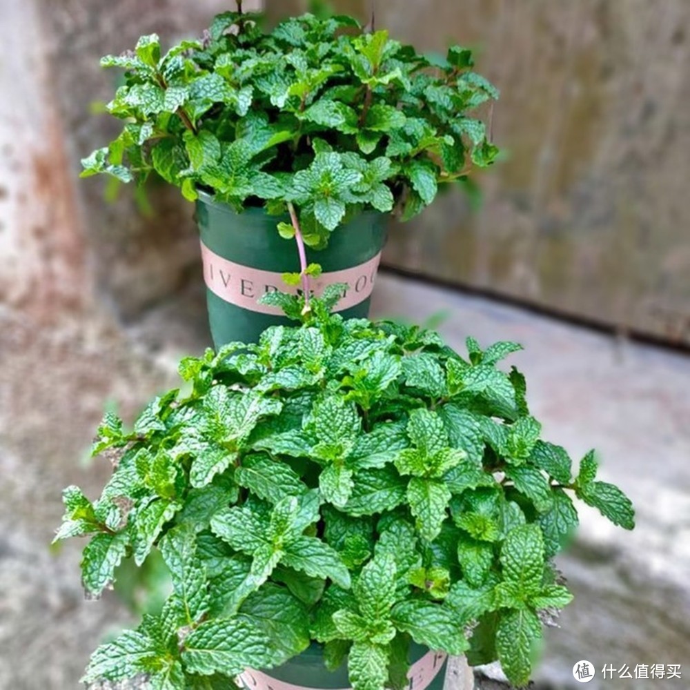 夏日绿植种植种类推荐:为炎炎夏日带来一丝清凉