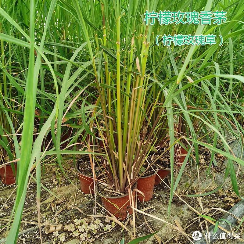 夏日绿植种植种类推荐:为炎炎夏日带来一丝清凉