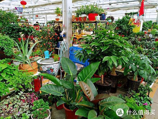 养花前，先戒掉7个坏习惯，否则啥花也养不好，只能收空盆