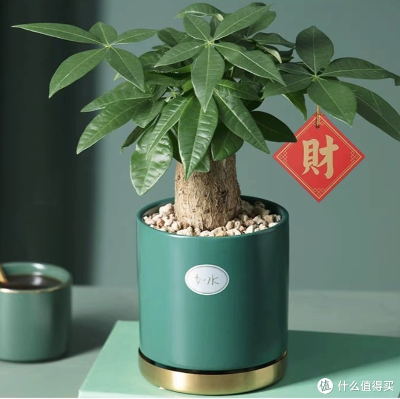 冬季绿植选购攻略:打造温馨家居的绿色氛围